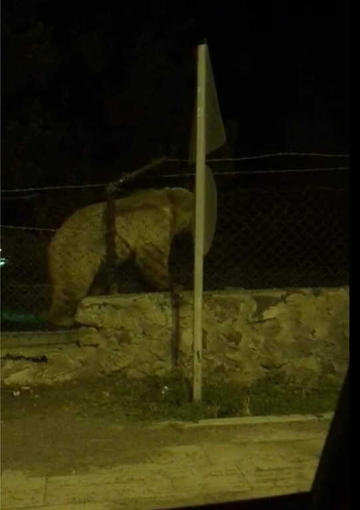 Sarıkamış\'ta Ayının Tel Örgüden Geçme Yöntemi Şaşırttı