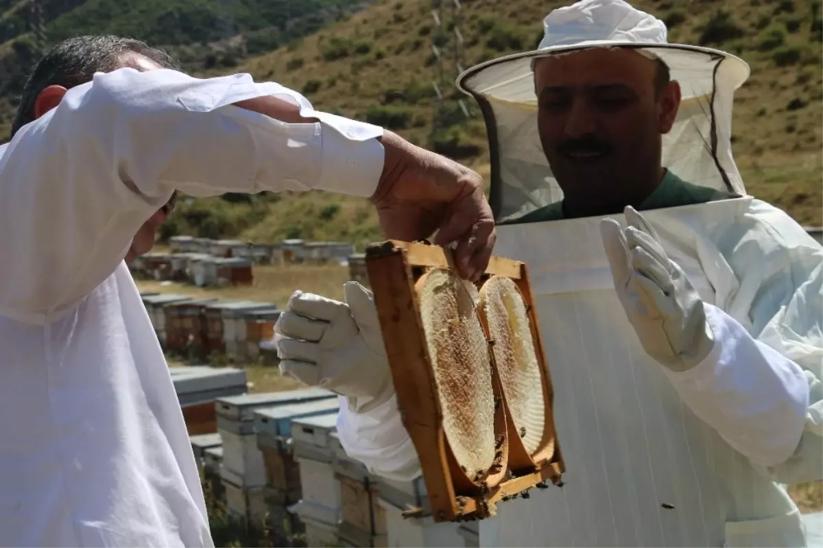 Siirtli Arıcıların Bitlis Dağlarındaki Bal Sağımı Sürüyor