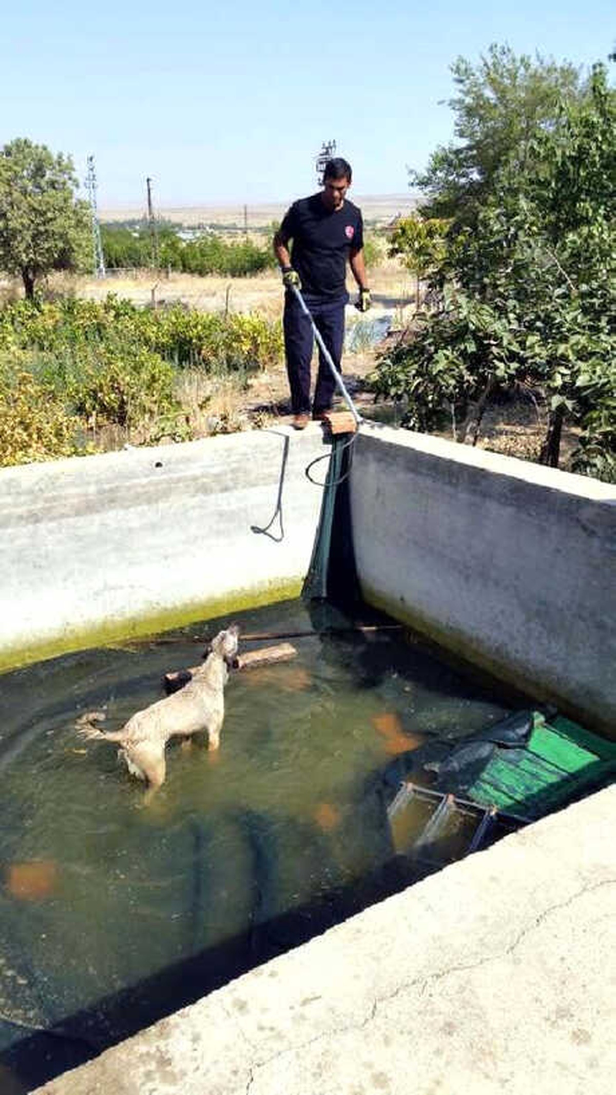 Sulama Havuzuna Düşen Köpeği İtfaiye Kurtardı