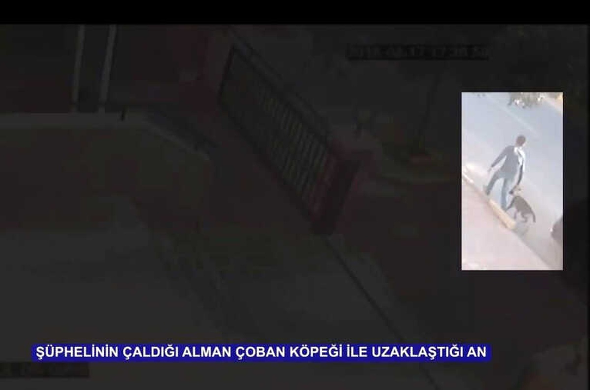 Veteriner Polikliniğinin Önündeki Çoban Köpeğini Çaldı