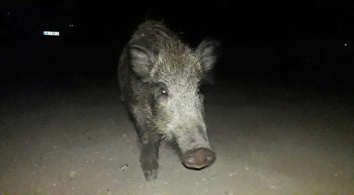 Aç Kalan Domuz Sürüsünü Elleriyle Besledi