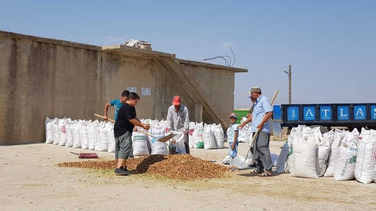 Adıyaman\'da Badem Hasadı Başladı