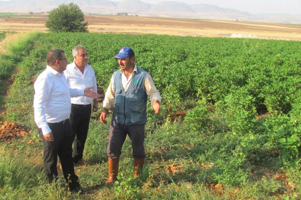 Araban Oavsında Çiçek ve Koza Dökülmeleri Üreticiyi Tedirgin Etti