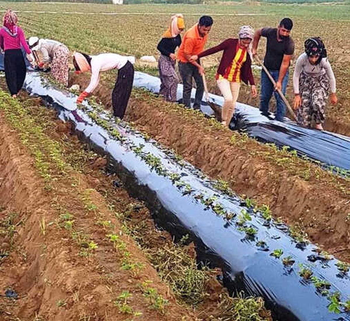 Aydın\'da Çilek Fideleri Toprakla Buluşmaya Başladı