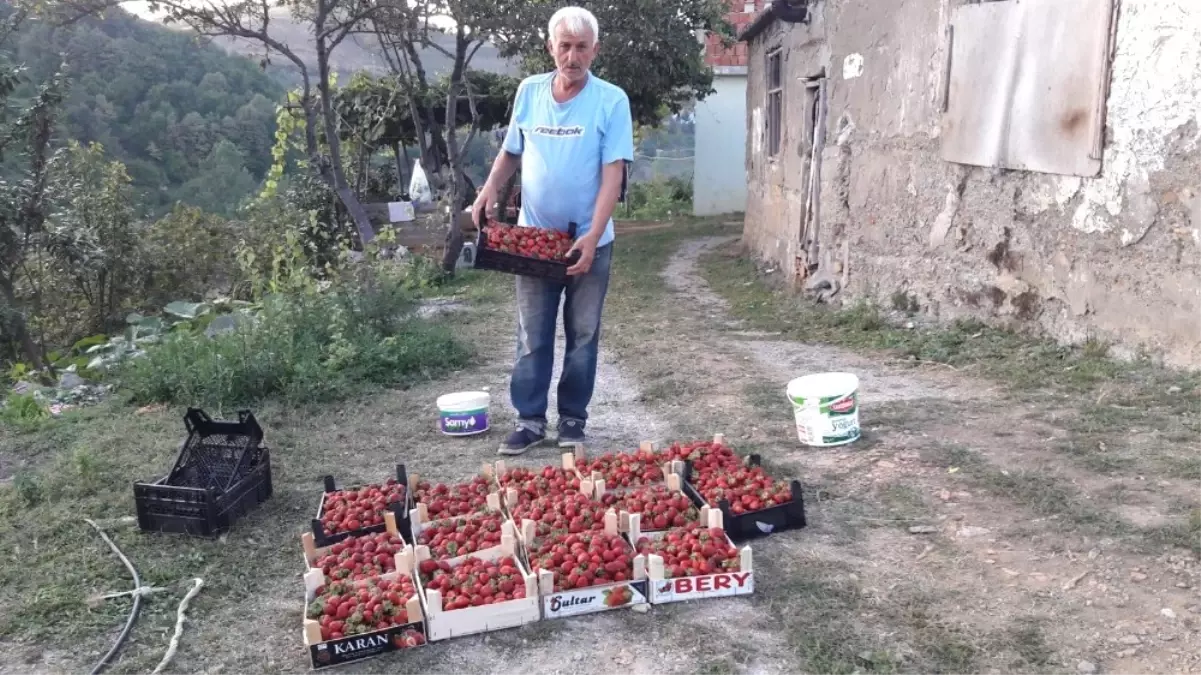 Büyükşehirden Aldığı Destekte Çilek Üreticisi Oldu