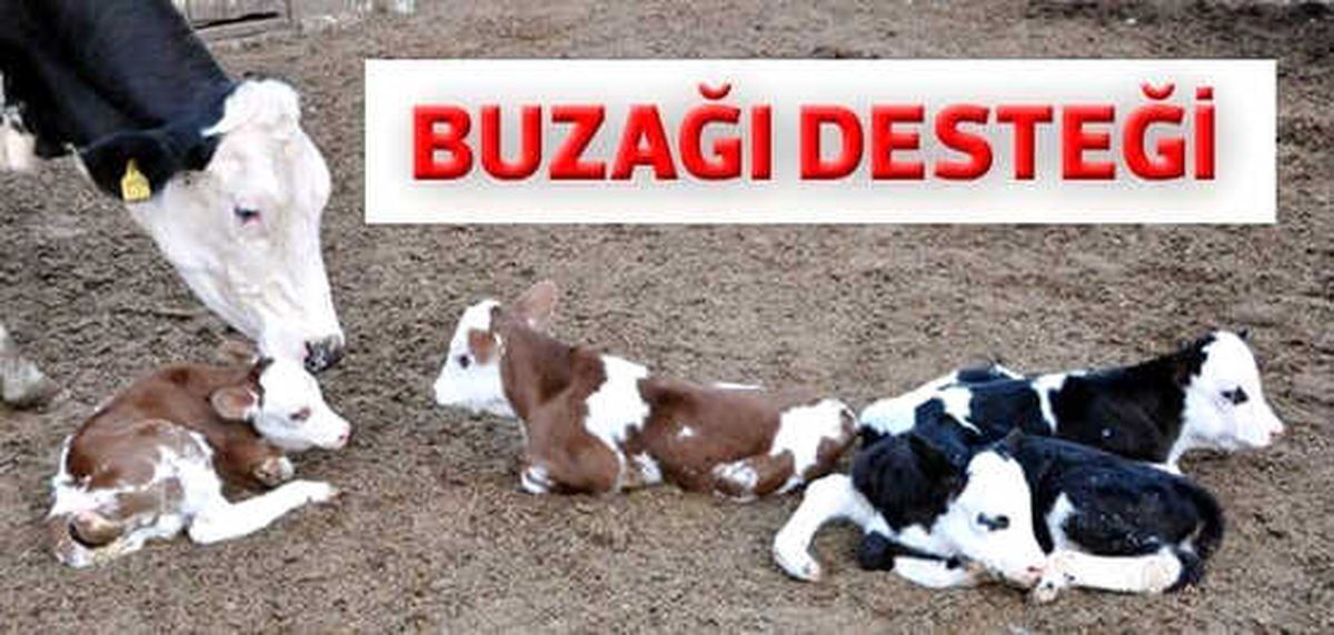 Buzağı Desteği İçin Son 2 Gün