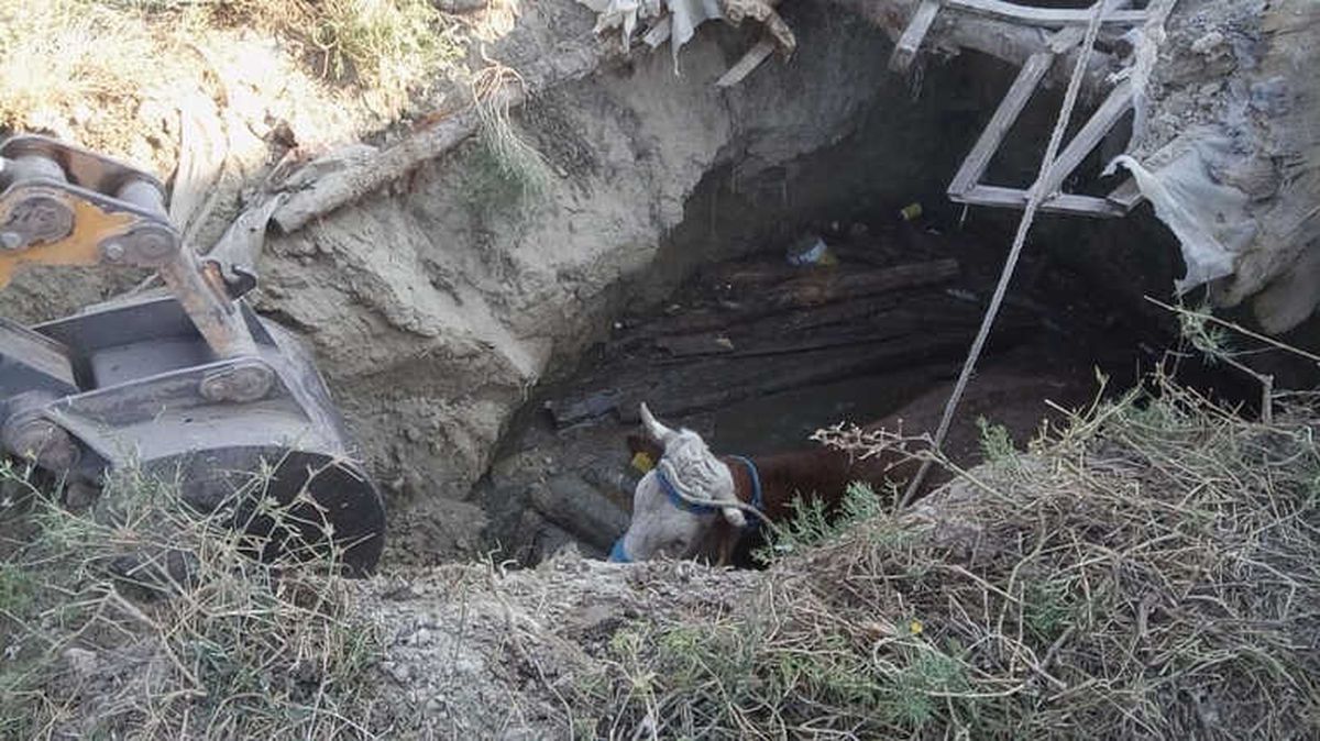Çankırı!da Fosseptik Çukuruna Düşen İnek Kurtarıldı
