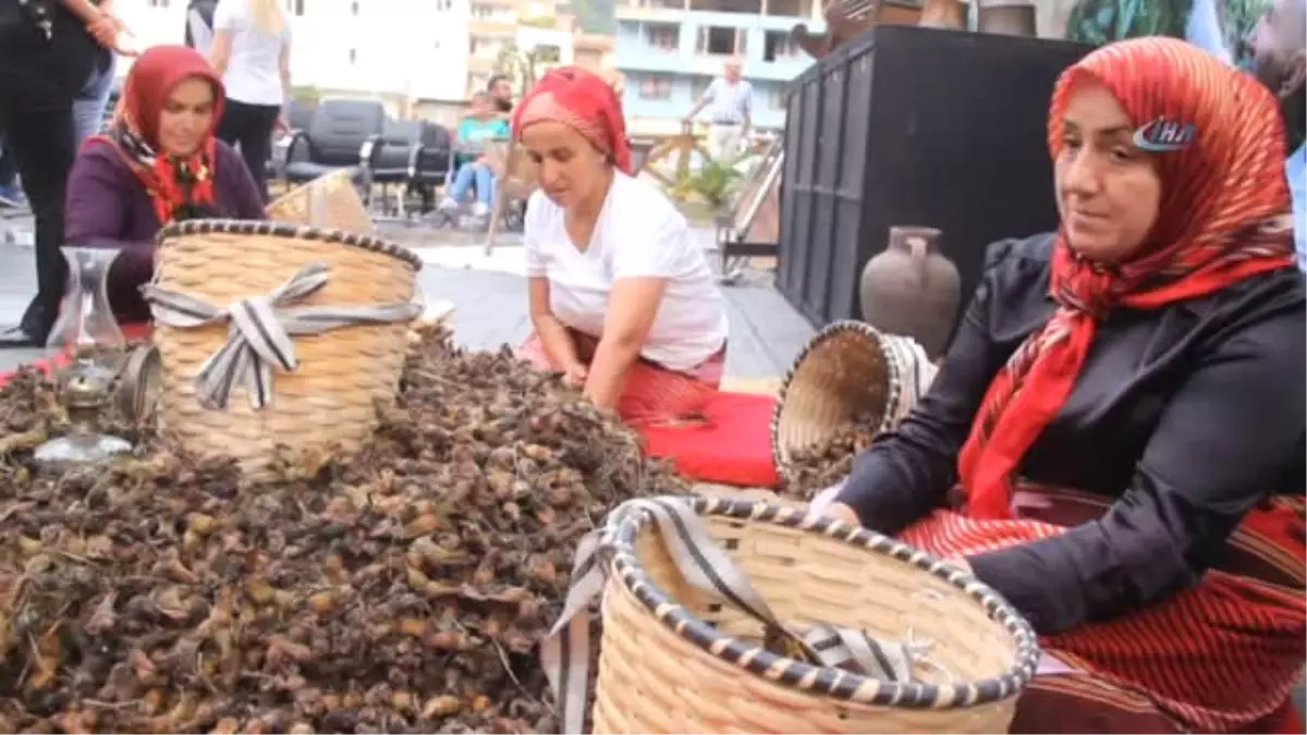 Fındığın Başkenti Giresun\'da Fındık Festivali Düzenlendi