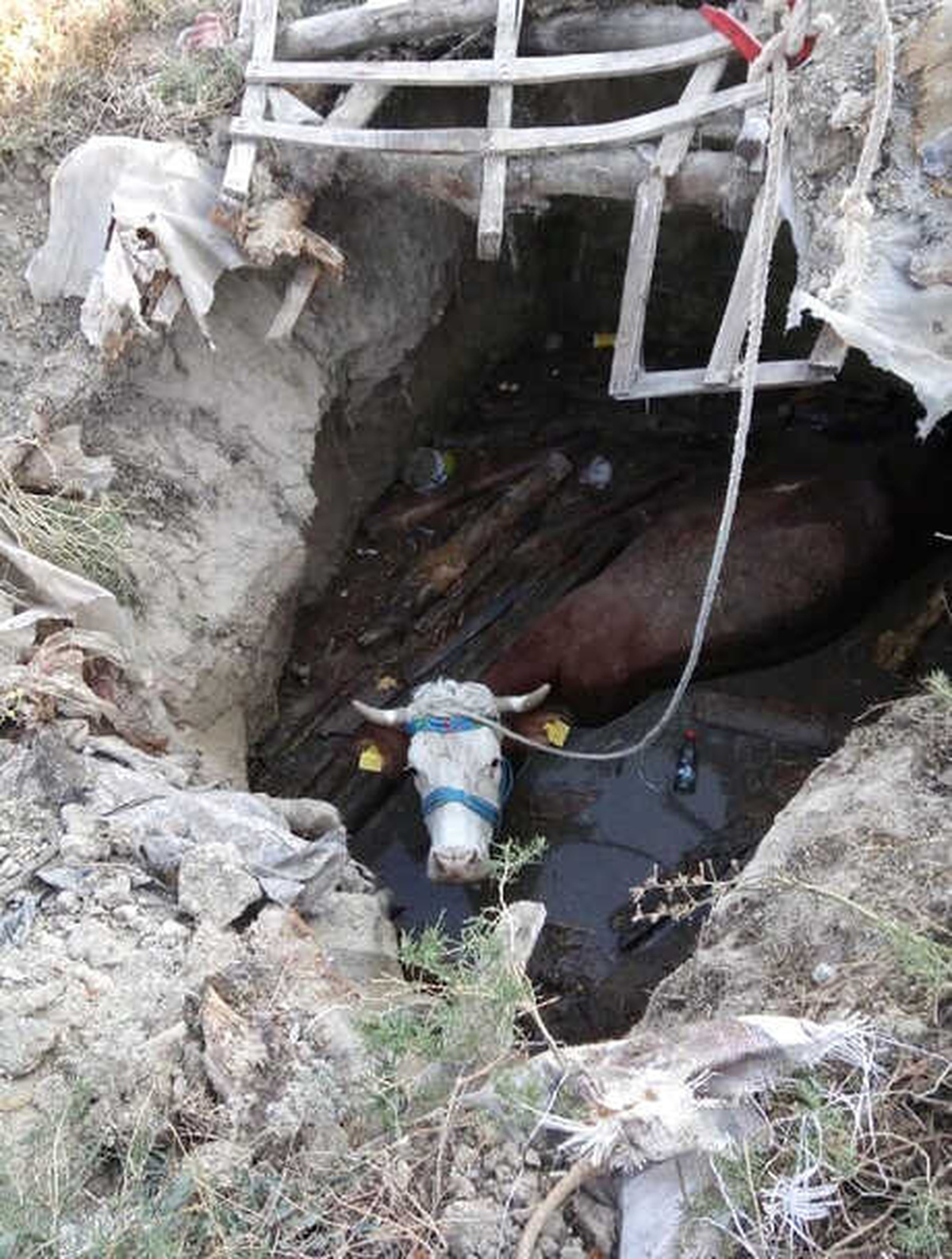 Foseptiğe Düşen İnek Kurtarıldı