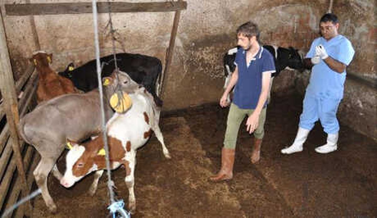 Gölbaşı\'nda 10 Binden Fazla Hayvana \'Şarbon\' Aşısı Yapıldı