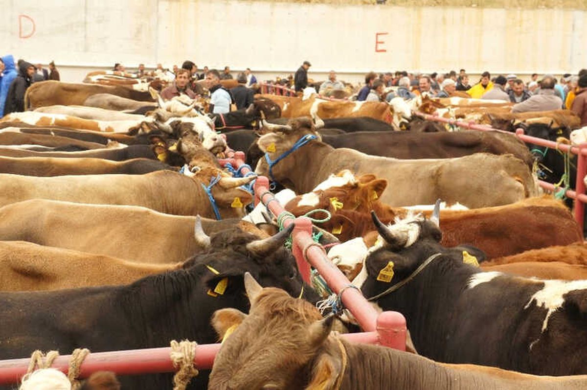 Kastamonu\'da 27 Bin 748 Hayvan Kurban Edildi