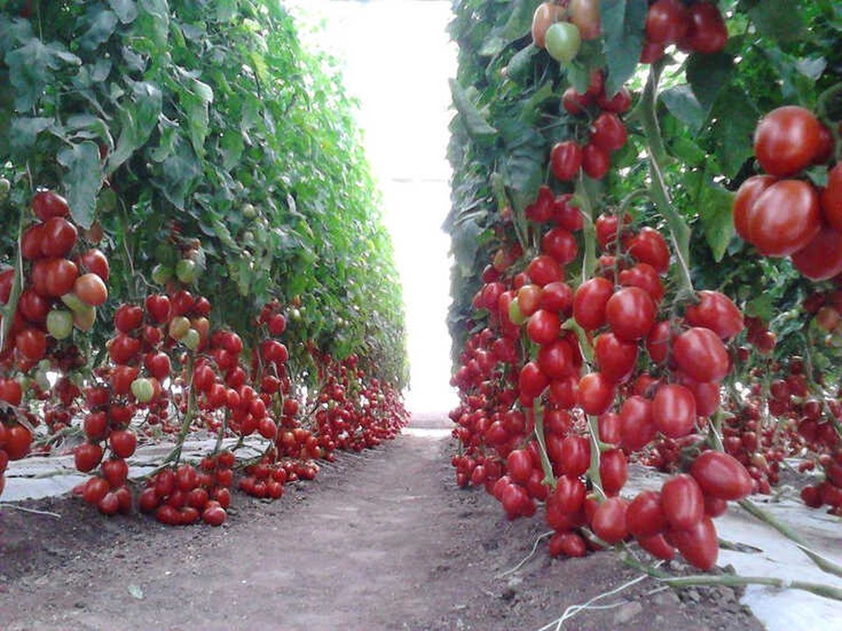 Ordu\'da Organik Tarıma Sıkı Denetim