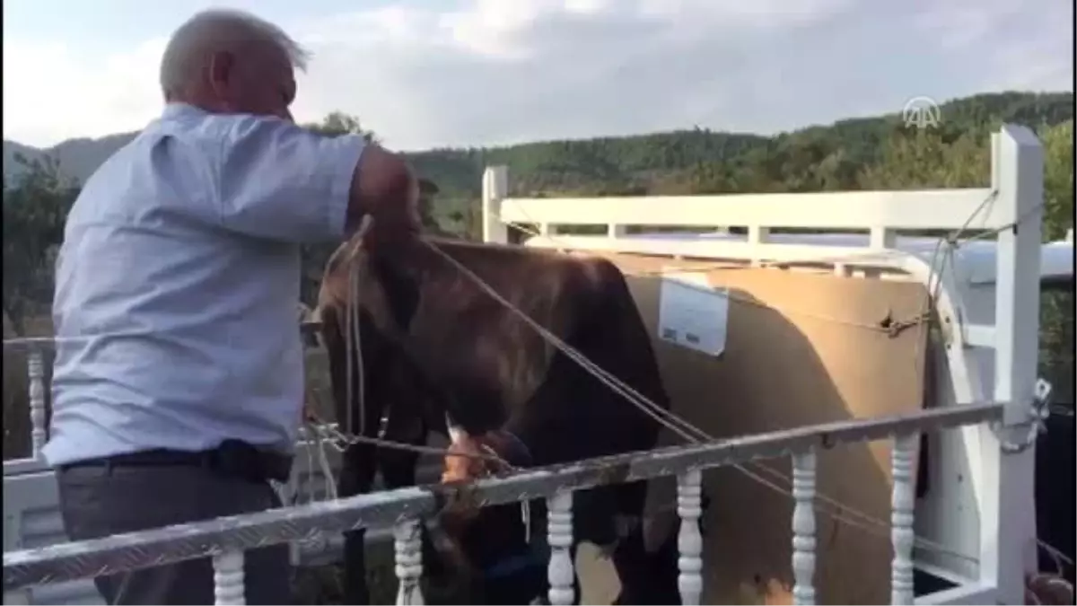 Sanatçı Haluk Levent\'in Satın Aldığı Dana İzmir\'e Getirildi