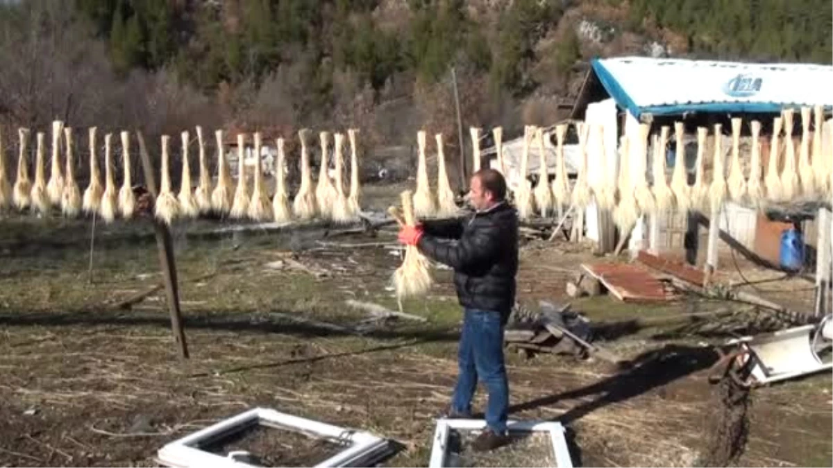 Akseki\'de Kuru Çiçek Sektörü Yeniden Altın Çağını Yaşamaya Başladı