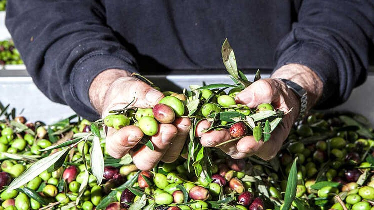 Araştırma: Zeytinyağı, Cinsel Performans İçin Viagra\'dan Daha Etkili Olabilir