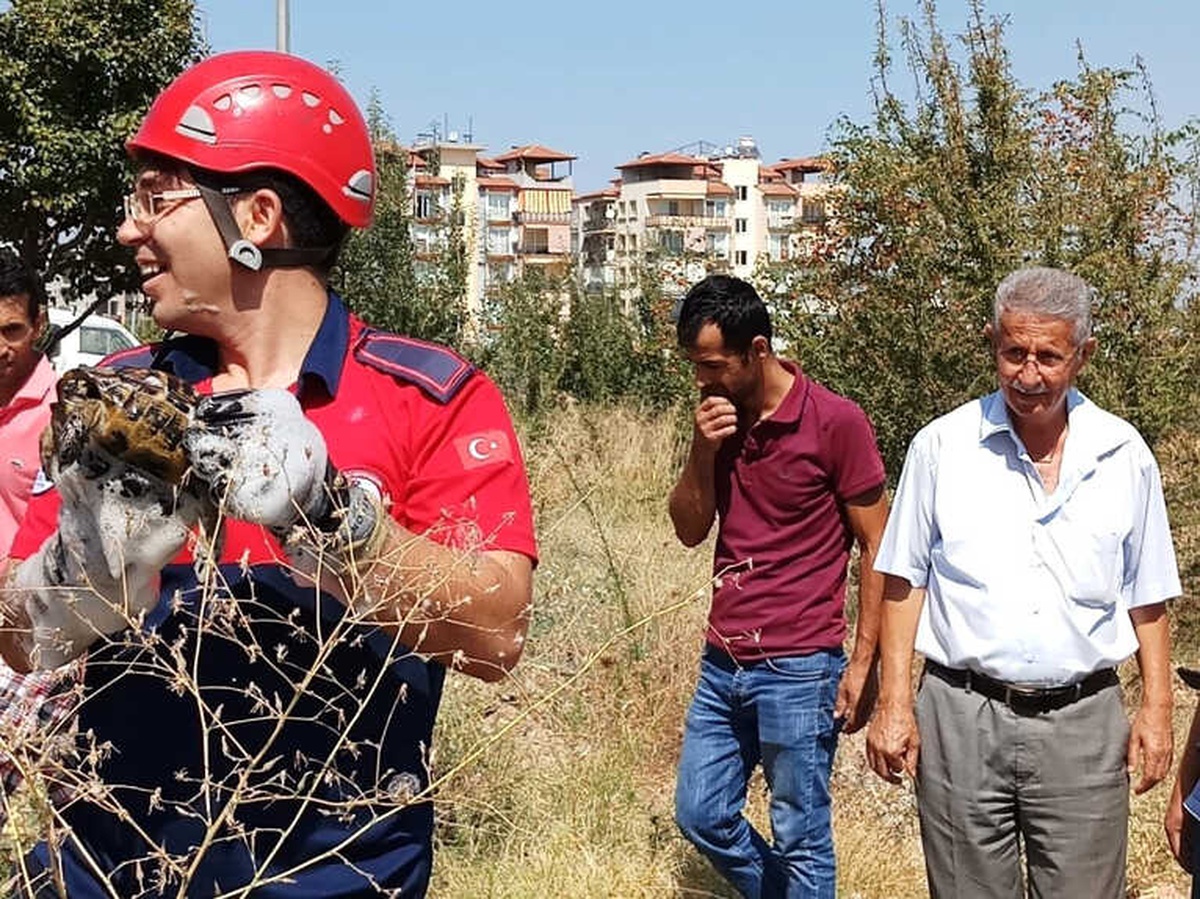 Boruya Sıkışan 4 Kaplumbağayı İtfaiye Kurtardı
