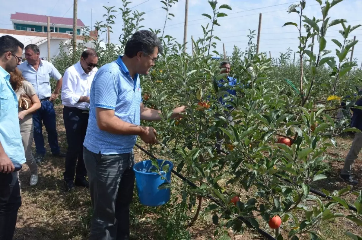 Çifteler\'de İlk Hasat Yapıldı