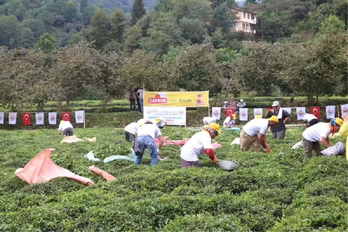 En Hızlı Çay Toplamak İçin Yarıştılar