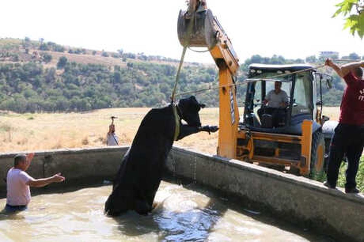Havuza Düşen İneği İtfaiye Kurtardı