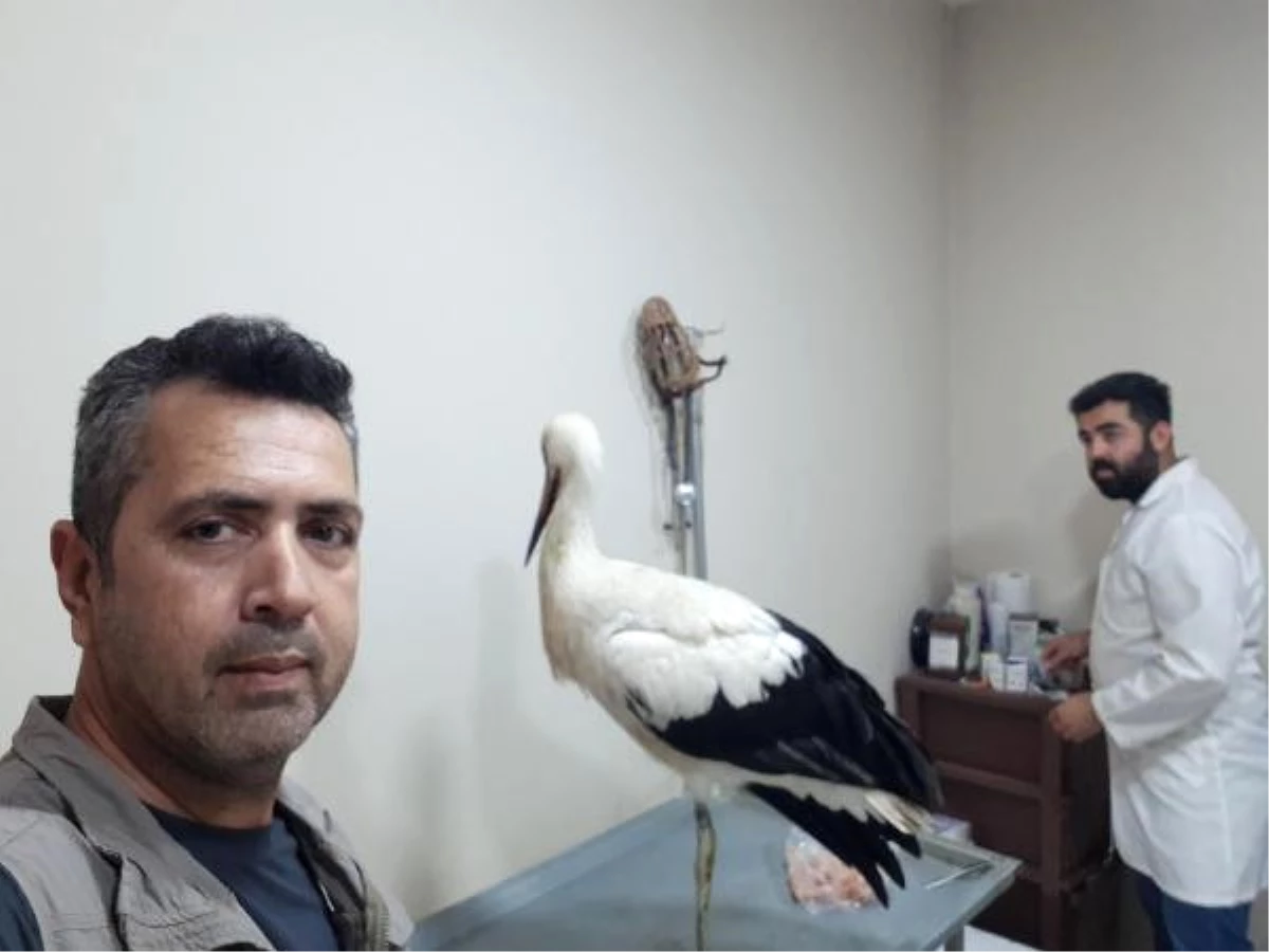 Mehmetçik\'in Afrin\'de Bulduğu Leylek, Tedavi Edilip, Doğaya Salındı