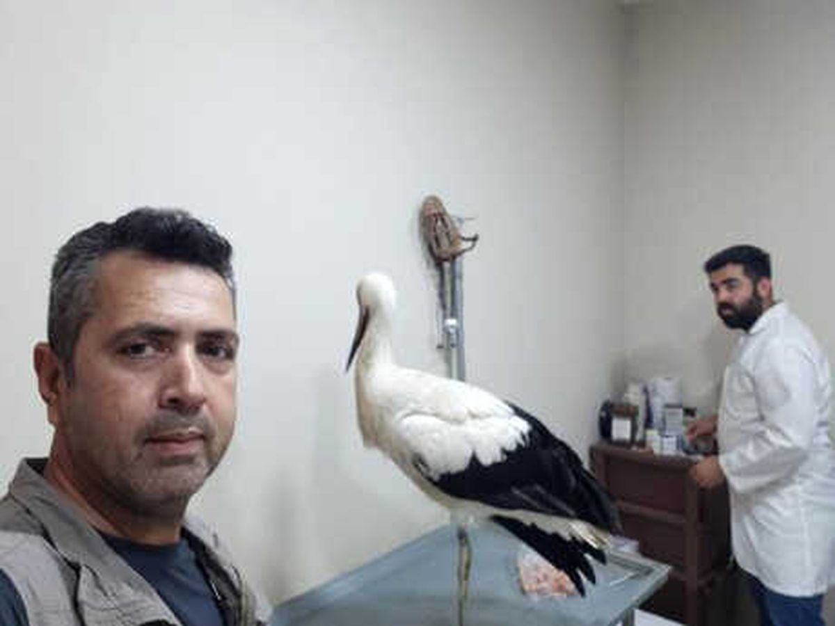 Mehmetçik\'in Afrin\'de Bulduğu Leylek, Tedavi Edilip, Doğaya Salındı