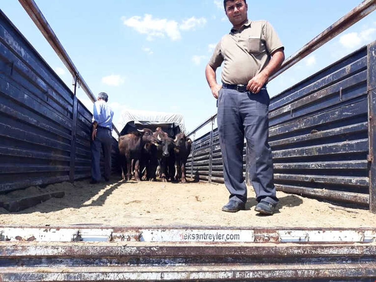 Silvan\'da 35 Adet Manda Dağıtıldı