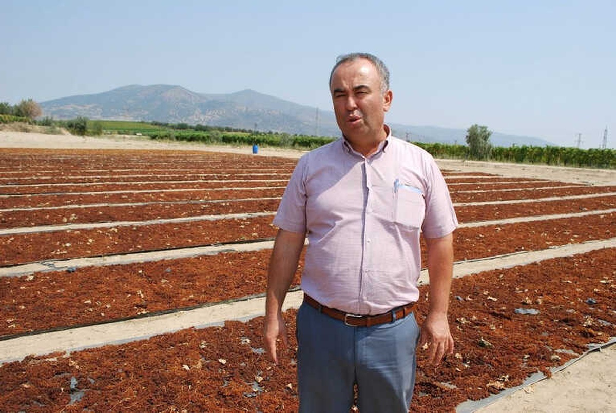 Ziraat Odası\'ndan Çiftçilere \'Üzümünü Açığa Dökmeyin\' Çağrısı
