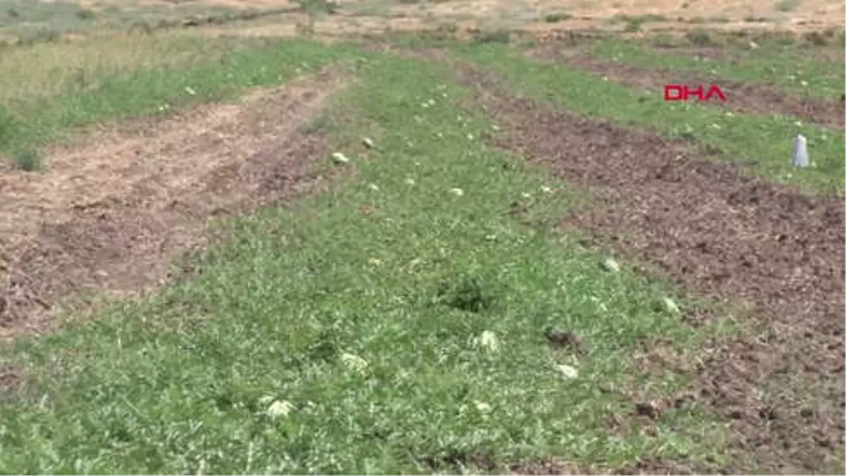Diyarbakır Yarışacak Karpuzlar Soğuk Hava Deposunda, Satılacaklar Tarlada Hd