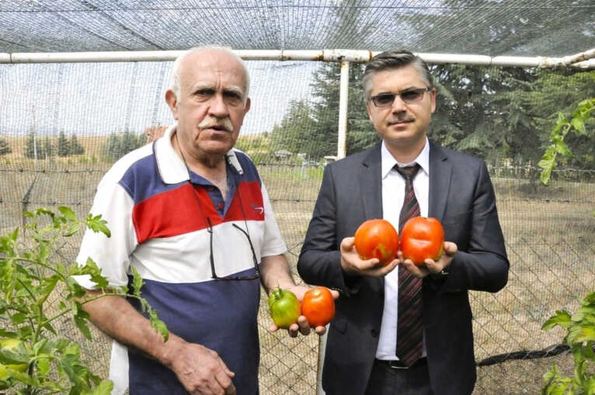 Eskişehir\'den Tüm Türkiye\'ye Dev Yürek Domatesi