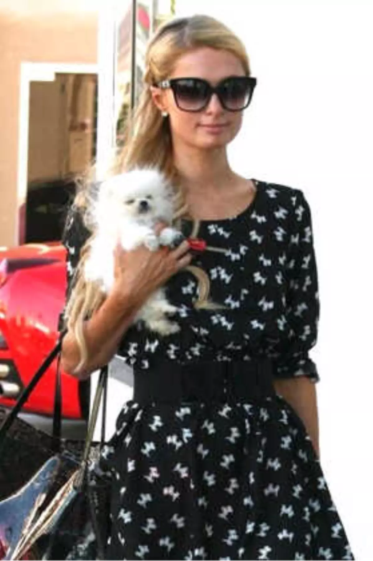 Fincan Köpekler Hakkında Bilmediğiniz Acı Gerçekler