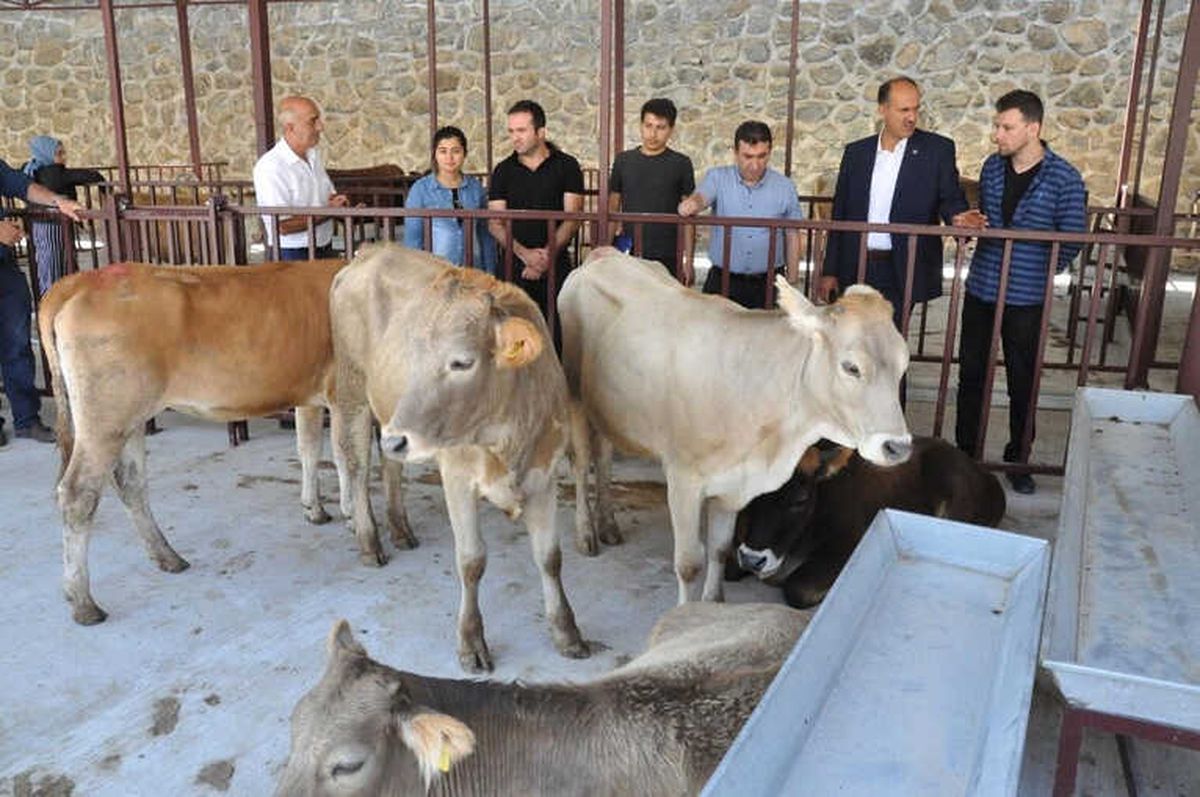 Gümüşhane\'de Genç Çiftçilerin Düveleri Teslim Edildi