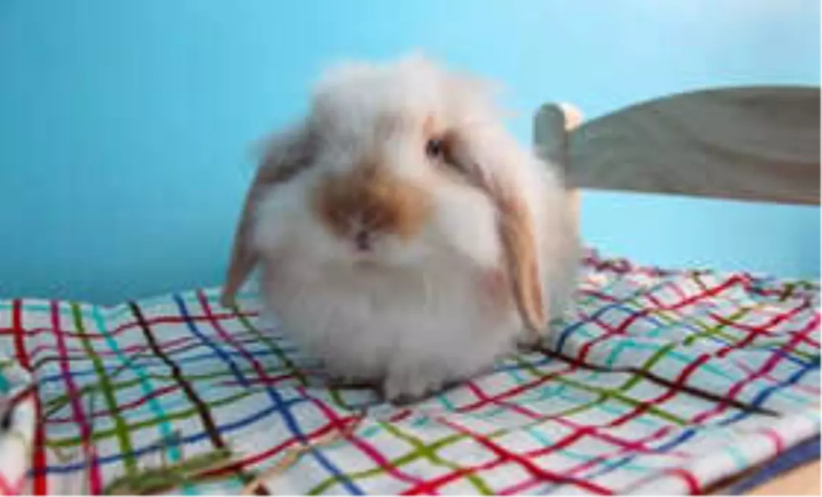 Hollanda Lop Tavşanı Hakkında Bilmeniz Gereken Her Şey ??