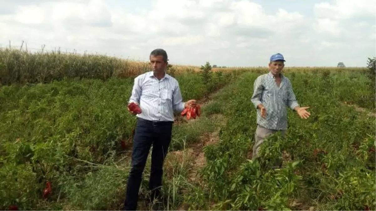 Tarlaları Fareler İstila Etti, Çözüm İçin 1 Ton Zehirli Buğday Gönderildi