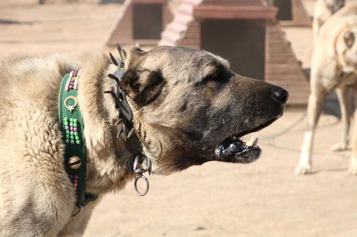 Dünya \'Kangal\'ı Kabul Etti