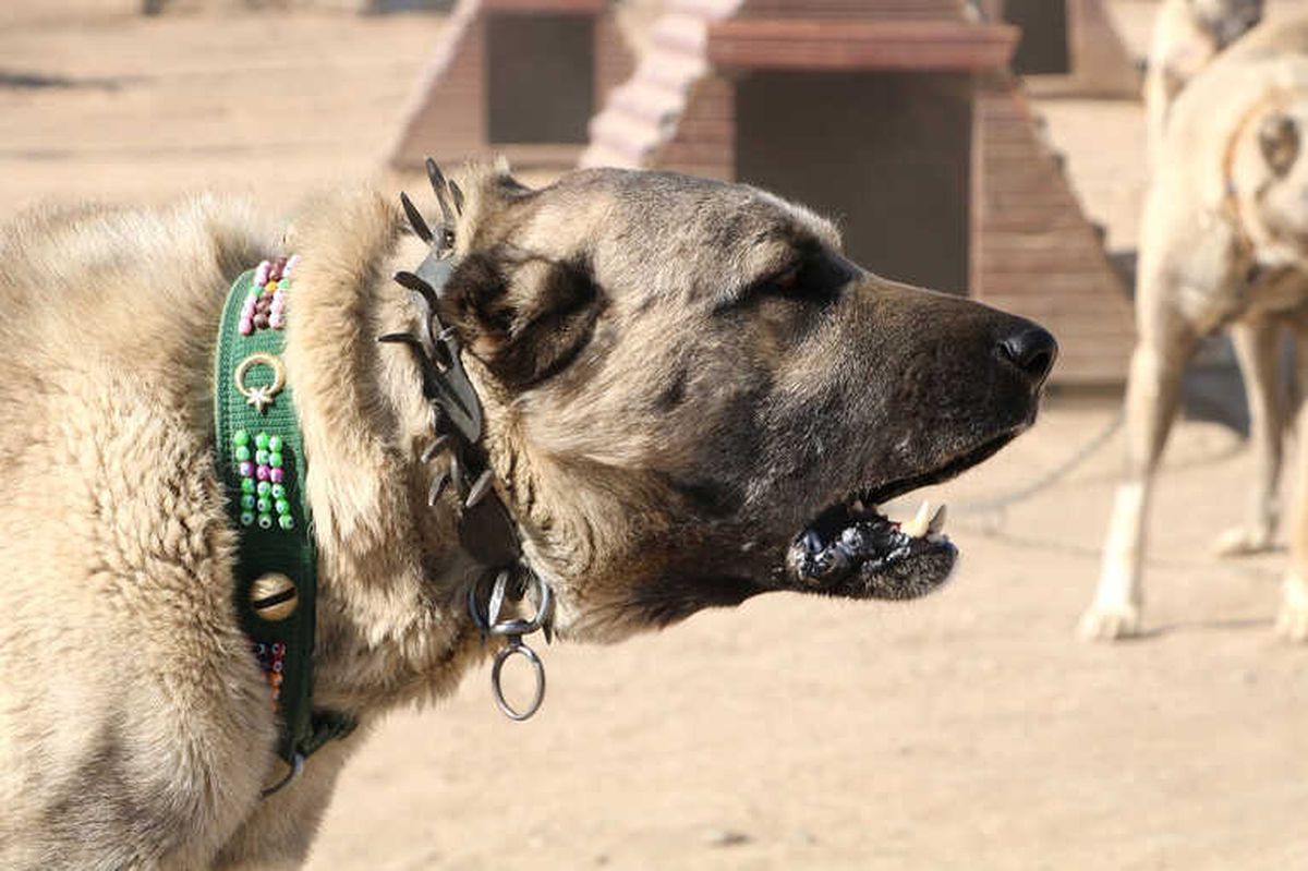 Dünya \'Kangal\'ı Kabul Etti