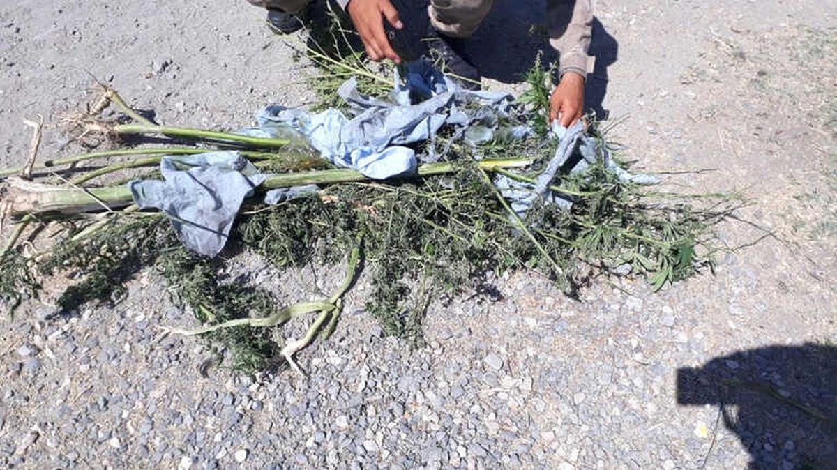 Elazığ\'da 1,5 Kilo Esrar Ele Geçirildi