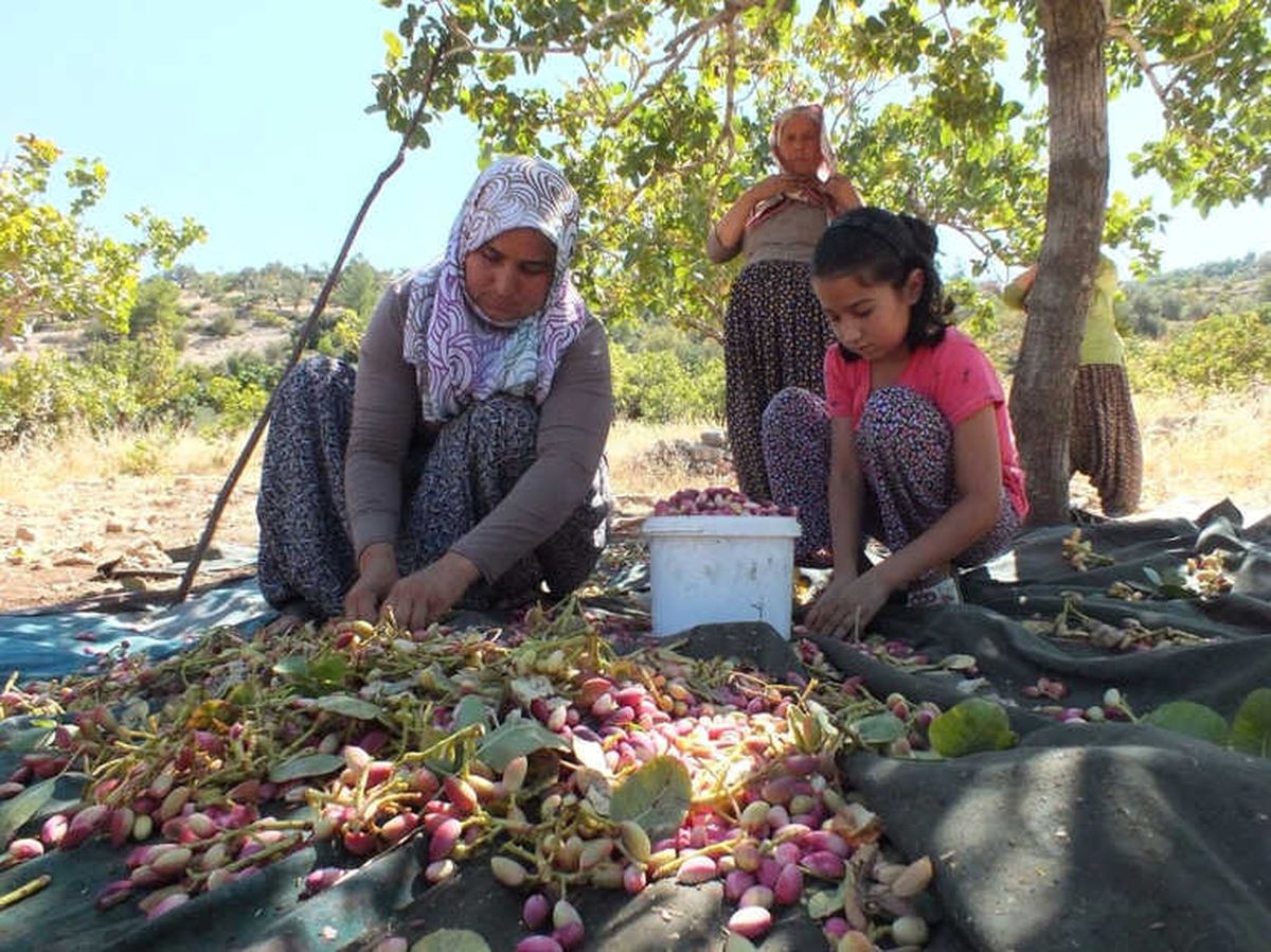 Karaman\'da Antep Fıstığı Hasadı Başladı