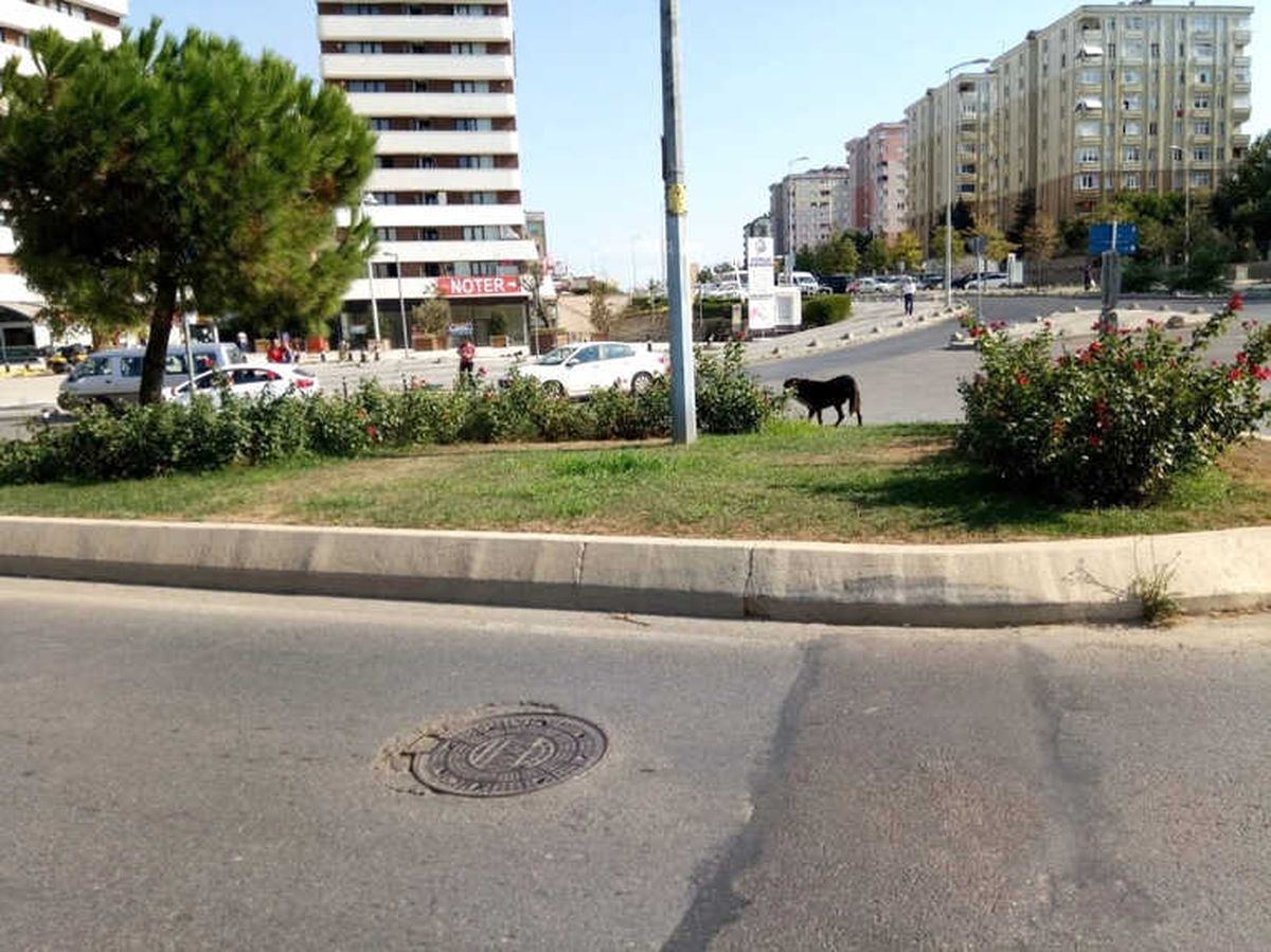 Pendik\'te Dereye Düşen Köpek İçin Ekipler Seferber Oldu
