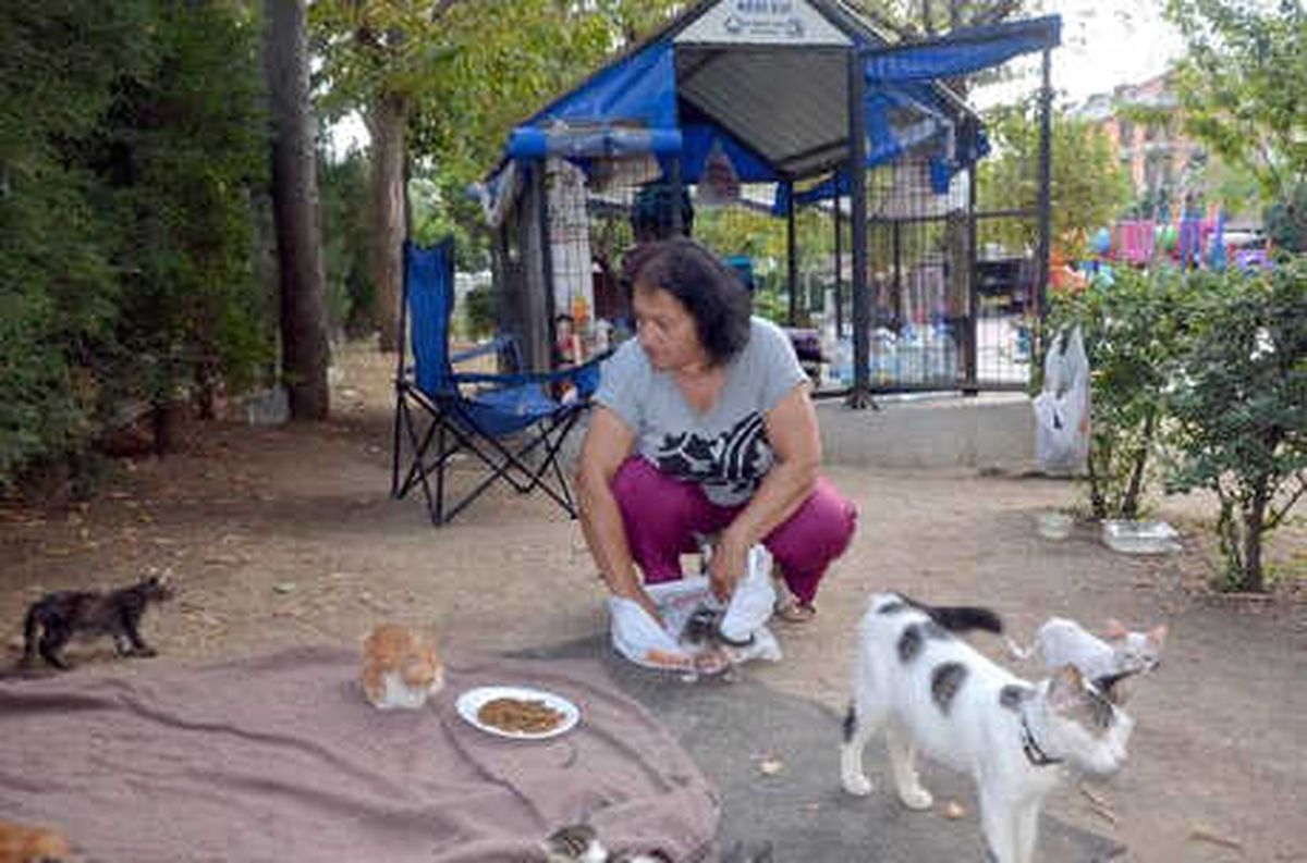 Kedi Evinin Gönüllü Bakıcısı