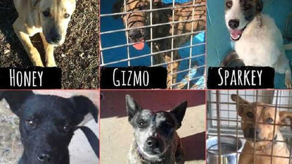 Kuraklık Nedeniyle Sahiplerinin Barınaklara Götürdüğü Yavru Köpekler Yarına Kadar Yeni Bir Yuva...