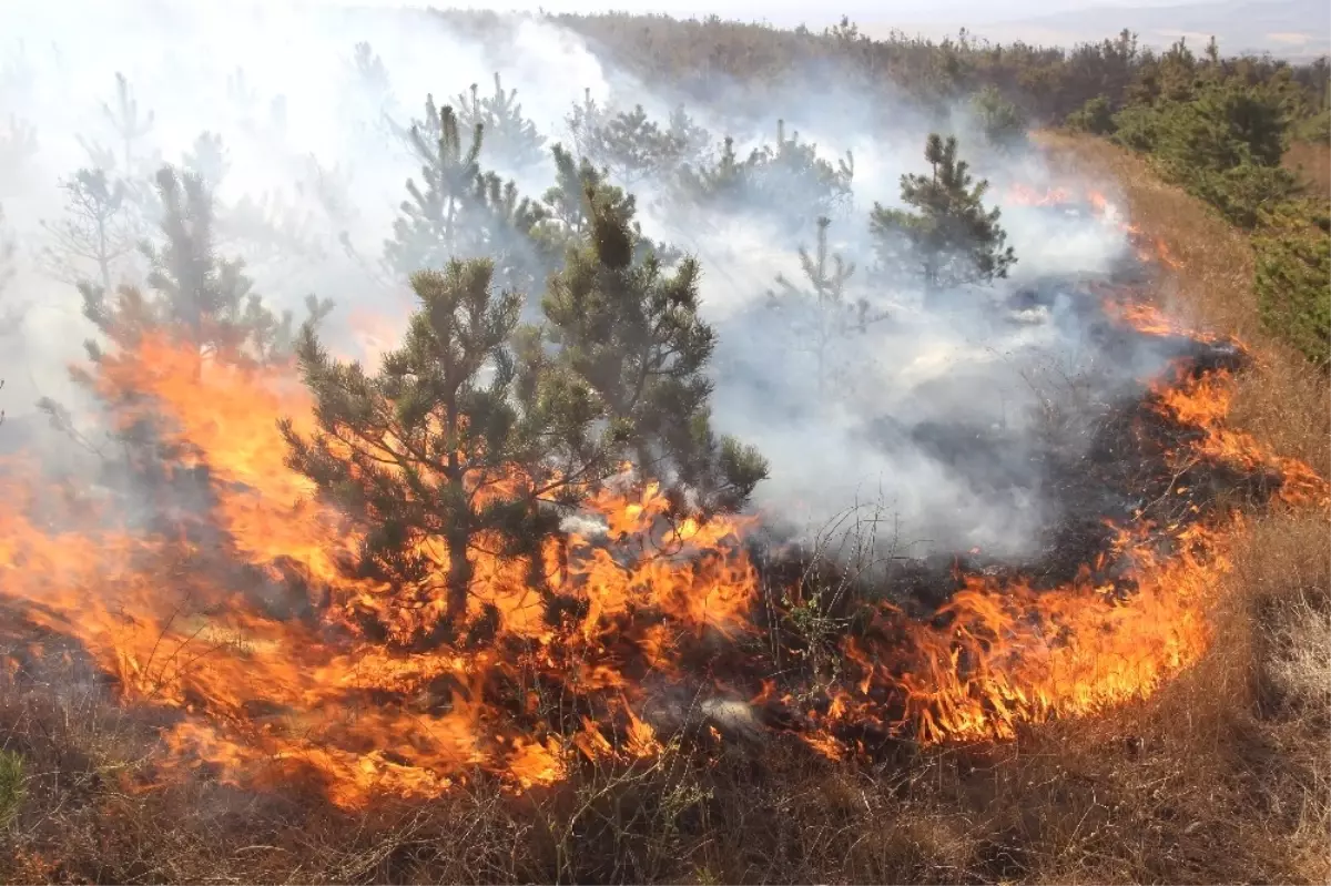 Mangal Ateşi Çam Ağaçlarını Kül Etti