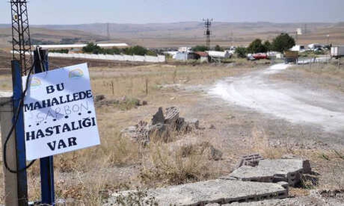 O Çiftlikteki Diğer Hayvanlarda Şarbon Olup Olmadığı 15 Eylül\'de Belli Olacak