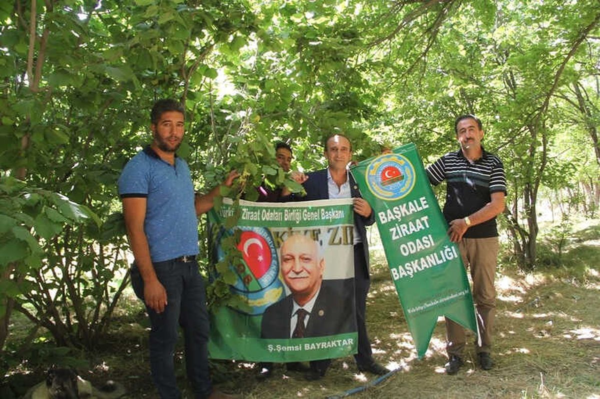 2400 Rakımlı Başkale\'de Fındık Ağaçlarından Ürün Aldı