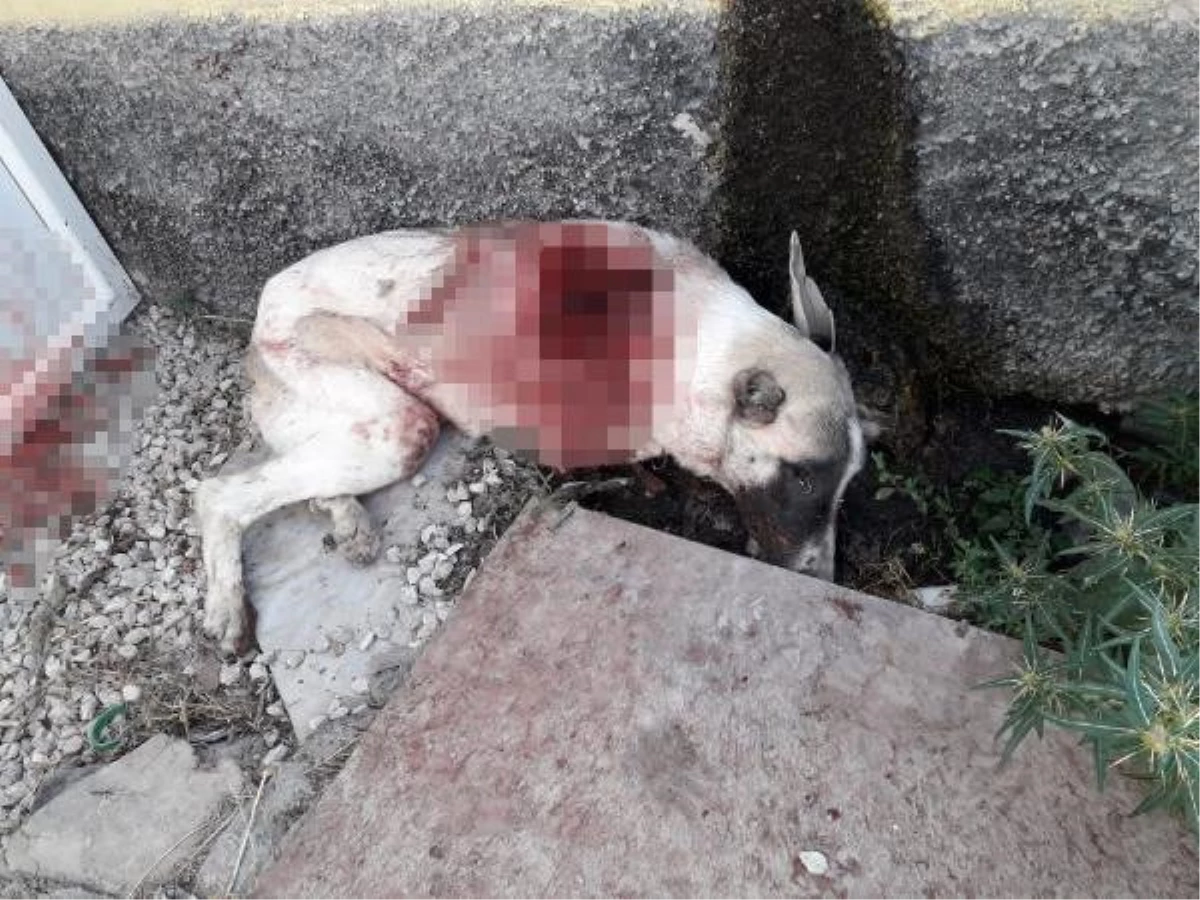 Bahçesine Giren Köpeği Tüfekle Vurup Öldürdü