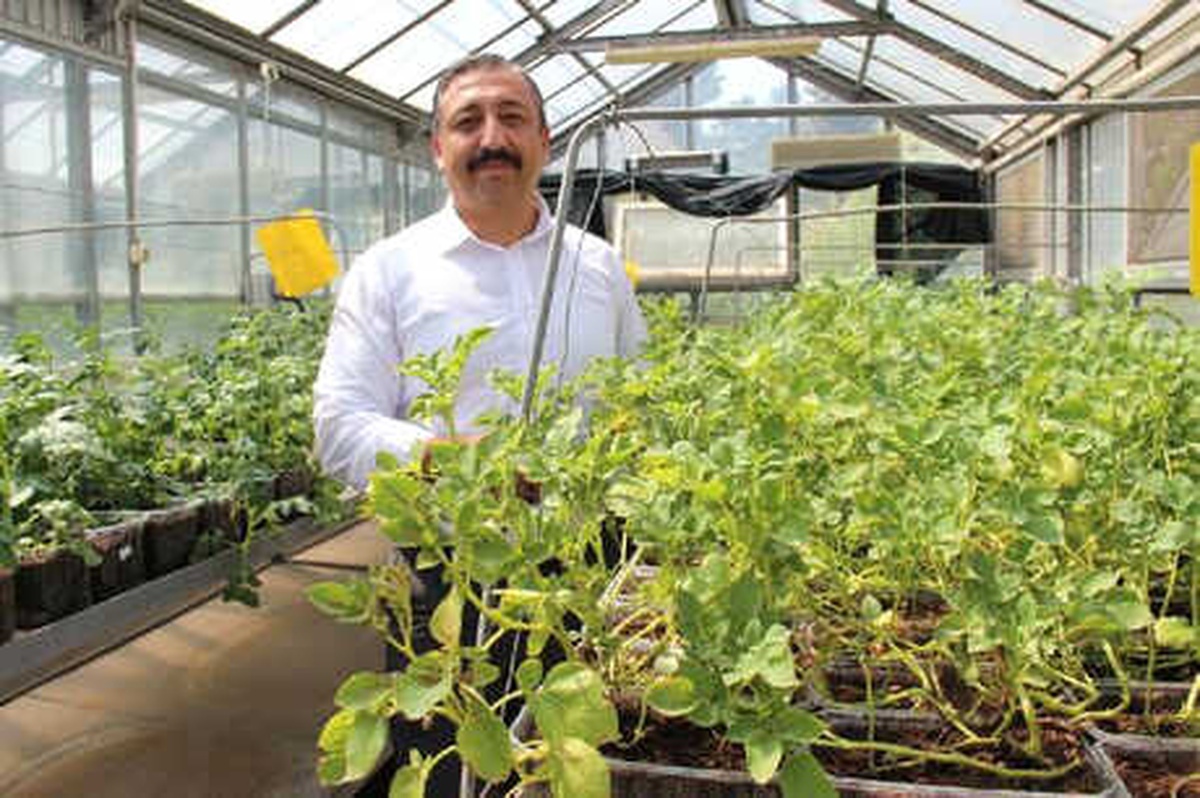 Türkiye\'de İlk Topraksız Yerli ve Milli Patates Çeşitleri Üretiliyor