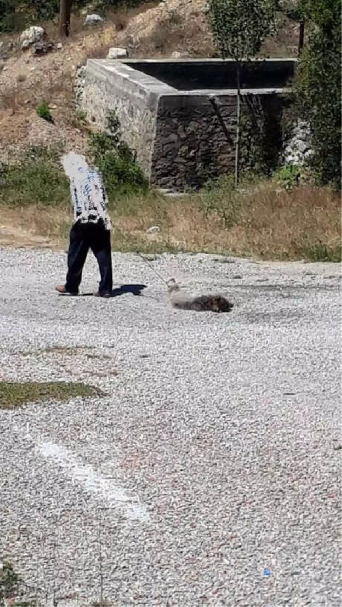 Vurduğu Boz Ayı Yavrusunu Yolda Sürükledi, 17 Bin Lira Ceza Uygulandı