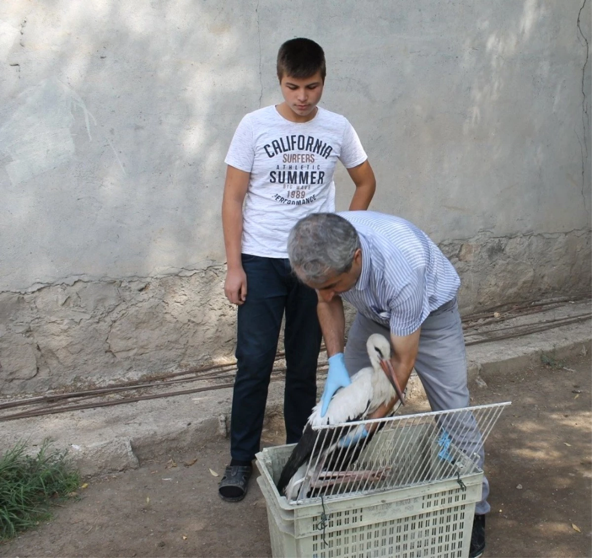 Yaralı Leylek Tedavi Altına Alındı