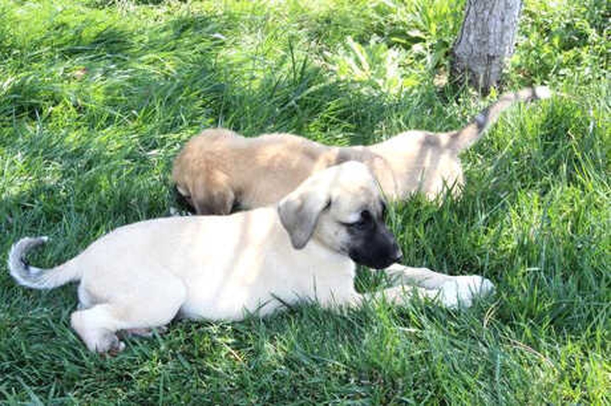 Yavru Köpeklerin Ayakları 20- 25 Gün Önce Kesilmiş