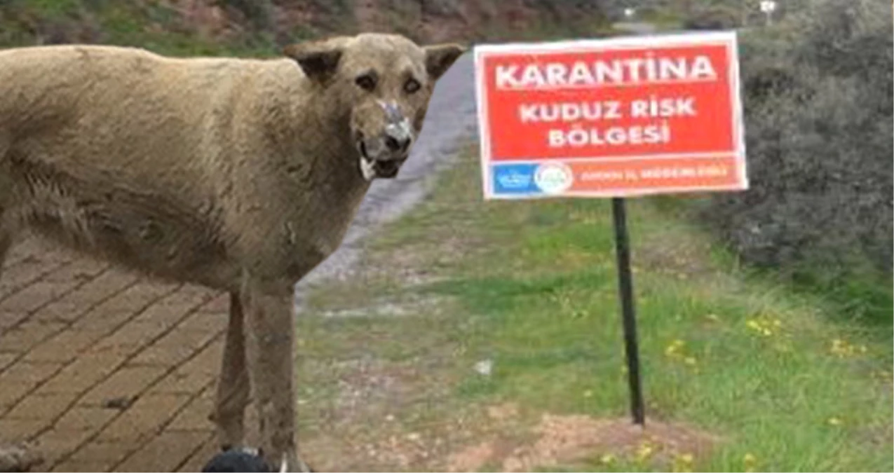 Antalya\'da, Köpek Tarafından Isırılan Adamda Kuduza Rastlanılması Üzerine, Bölge Karantinaya Alındı