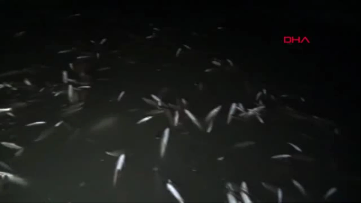Bursa İnegöl Hasanpaşa Deresinde Toplu Balık Ölümü